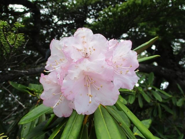 画像8: 【山旅会・登山ガイドこだわりツアー】添乗員からの便り・水ノ塔山から東篭ノ登山ツアーに行ってきました!