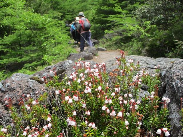 画像4: 【山旅会・登山ガイドこだわりツアー】添乗員からの便り・水ノ塔山から東篭ノ登山ツアーに行ってきました!