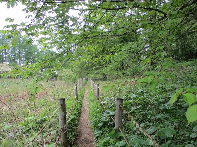 画像8: 7月の山旅会 「櫛形山」 ツアーの下見に行ってきました!