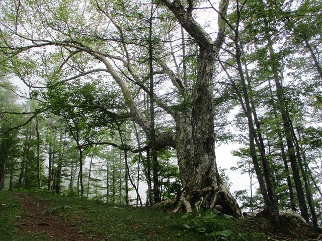 画像4: 7月の山旅会 「櫛形山」 ツアーの下見に行ってきました!