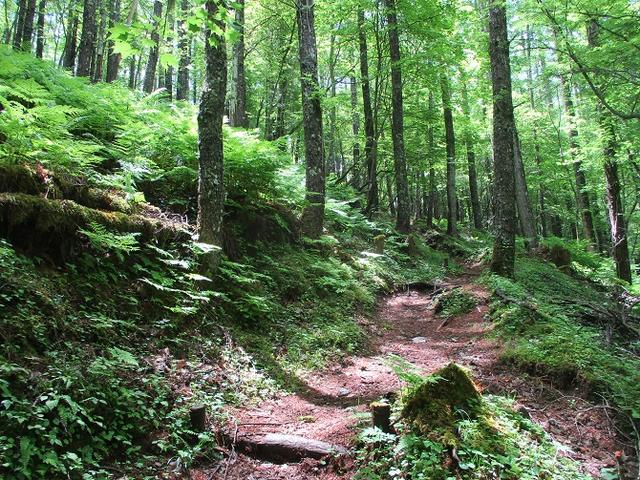 画像2: 7月の山旅会 「櫛形山」 ツアーの下見に行ってきました!