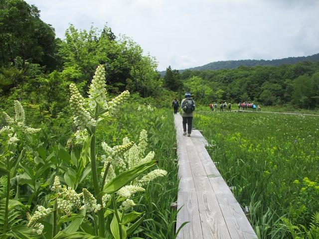 画像4: 岡田ガイドのハイキングコースで 「玉原湿原」 へ行ってきました♪