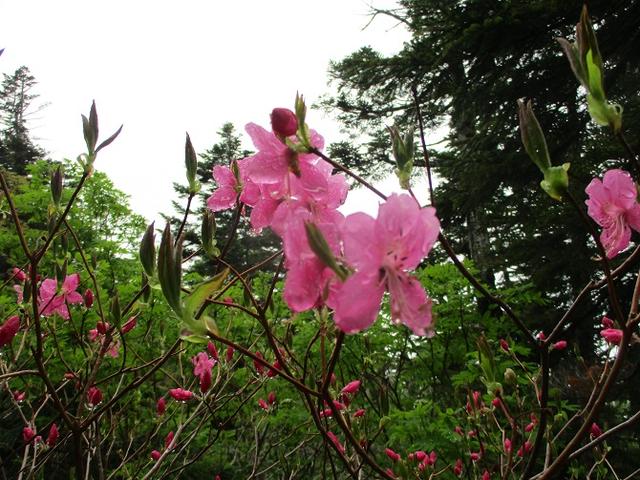 画像1: 6月24日より 「雄国沼と西吾妻山」 ツアーに行ってきました!