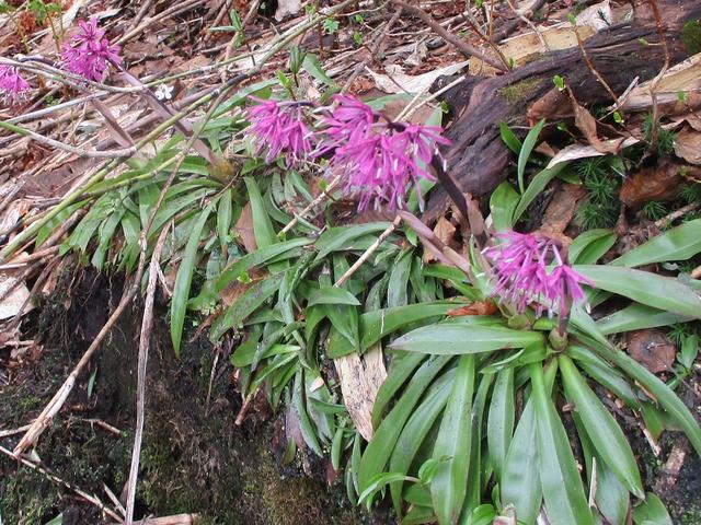 画像9: 6月24日より 「雄国沼と西吾妻山」 ツアーに行ってきました!
