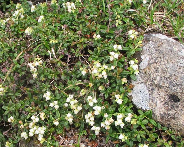 画像13: 6月24日より 「雄国沼と西吾妻山」 ツアーに行ってきました!