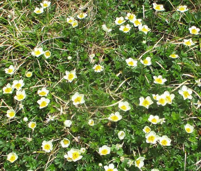 画像4: 6月24日より 「雄国沼と西吾妻山」 ツアーに行ってきました!