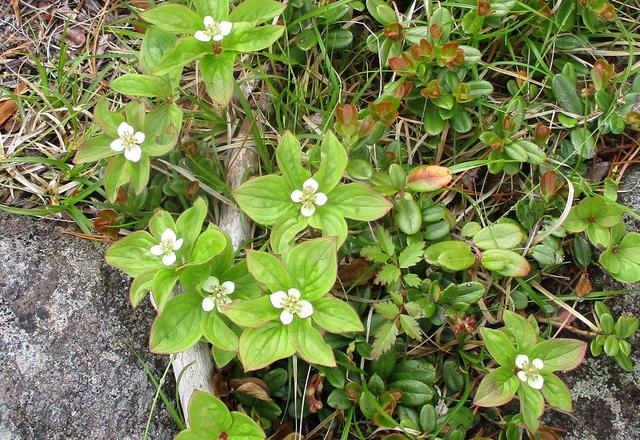 画像5: 6月24日より 「雄国沼と西吾妻山」 ツアーに行ってきました!