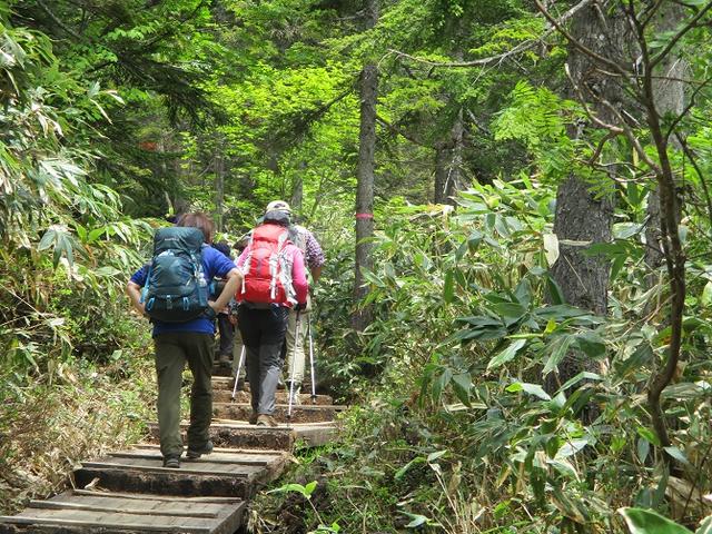 画像14: 6月20日から山旅会 「尾瀬ヶ原から尾瀬沼」 ツアーに行ってきました!