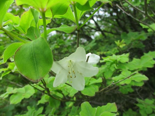 画像8: 6月28日に山旅会 「丸山」 ツアーに行ってきました!