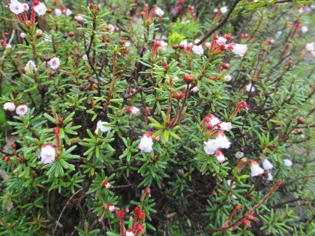 画像3: 6月27日の山旅会 「黒斑山」 ツアーに行ってきました!