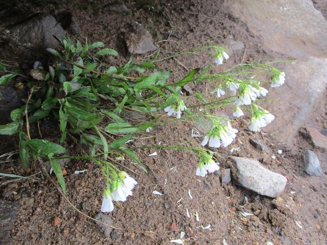 画像7: 6月27日の山旅会 「黒斑山」 ツアーに行ってきました!