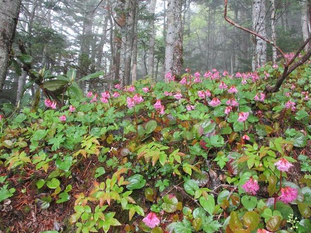 画像2: 6月27日の山旅会 「黒斑山」 ツアーに行ってきました!