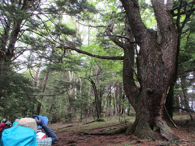 画像2: 山旅会ツアー8月までの催行状況 のご案内です!