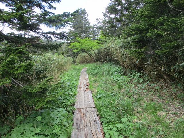 画像1: 7月の山旅会「八幡平・八甲田山・森吉山」のツアーの下見に行ってきました!