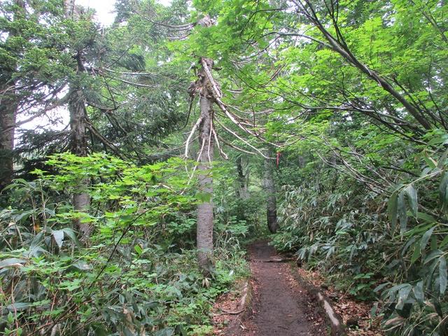 画像2: 7月の山旅会 「八幡平・八甲田山・森吉山」 ツアーの下見に行ってきました!