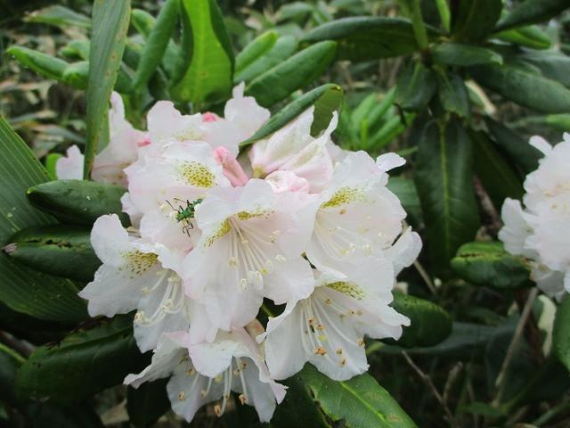画像4: 7月の山旅会 「八幡平・八甲田山・森吉山」 ツアーの下見に行ってきました!