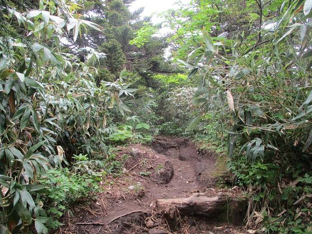 画像6: 7月の山旅会 「八幡平・八甲田山・森吉山」 ツアーの下見に行ってきました!