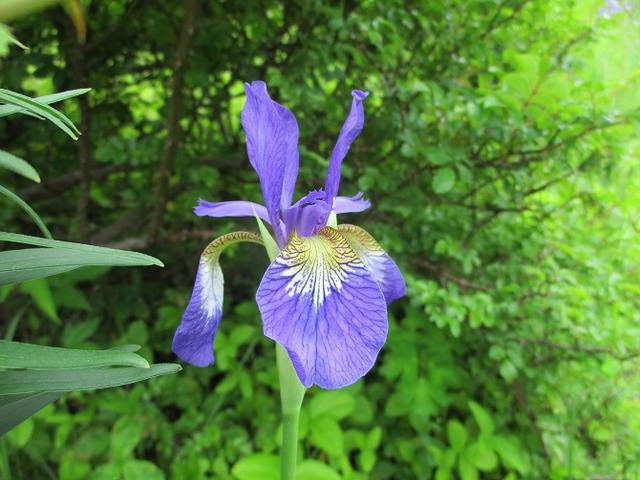 画像10: 7月2日に岡田ガイドのコースで山梨県にたたずむ櫛形山へいってきました♪