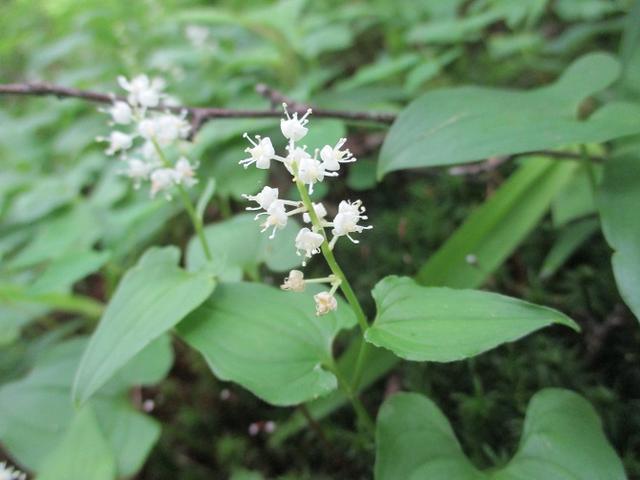 画像11: 7月2日に岡田ガイドのコースで山梨県にたたずむ櫛形山へいってきました♪