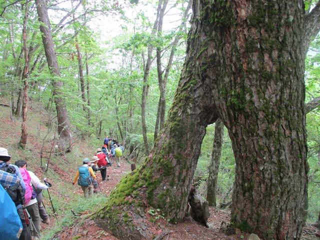 画像14: 7月2日に岡田ガイドのコースで山梨県にたたずむ櫛形山へいってきました♪