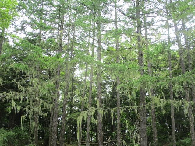 画像7: 7月2日に岡田ガイドのコースで山梨県にたたずむ櫛形山へいってきました♪