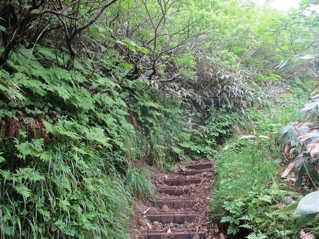 画像7: 7月の山旅会 「苗場山」 ツアーの下見にいってきました!