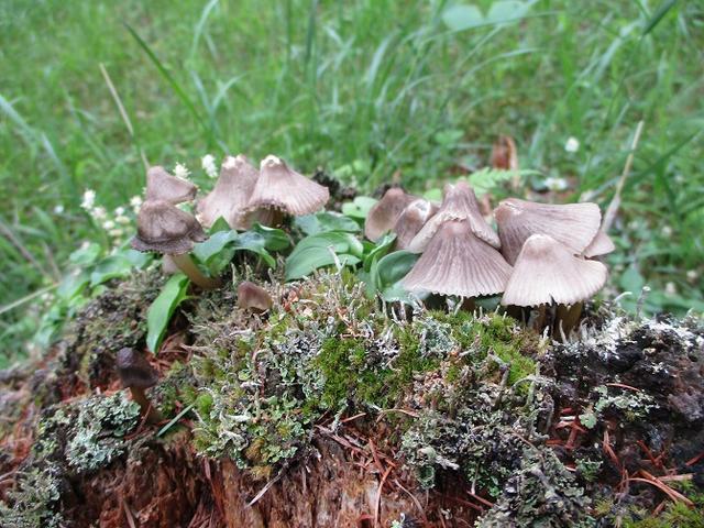 画像6: 7月2日に岡田ガイドのコースで山梨県にたたずむ櫛形山へいってきました♪