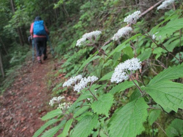 画像16: 7月2日に岡田ガイドのコースで山梨県にたたずむ櫛形山へいってきました♪