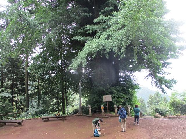 画像2: 7月6日に山旅会現地集合 「関八州見晴台から黒山三滝」 ツアーにいってきました!