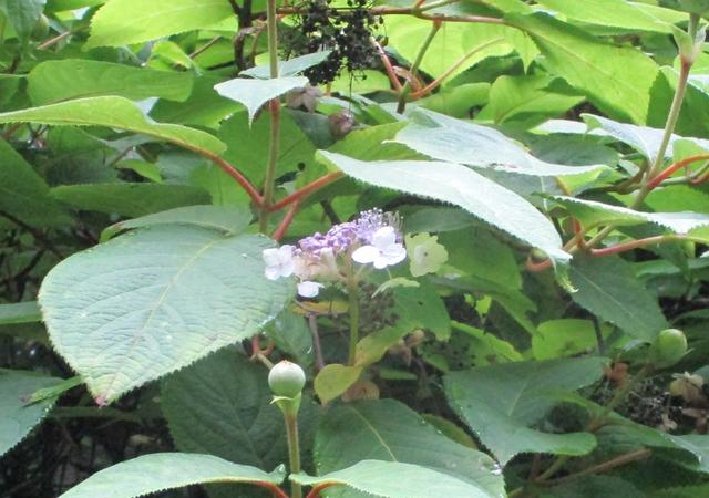 画像6: 7月6日に山旅会現地集合 「関八州見晴台から黒山三滝」 ツアーにいってきました!