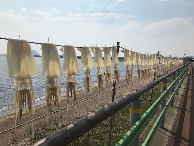 画像: 『始興オルレコース』の途中にはイカが干してありました
