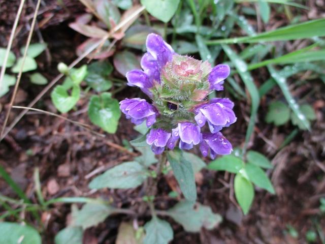 画像3: 7月6日に山旅会現地集合 「関八州見晴台から黒山三滝」 ツアーにいってきました!