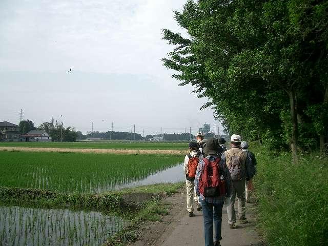 画像: のどかな道を歩きます。
