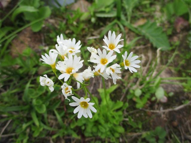画像3: 7月9日~11日で八幡平・八甲田山・森吉山ツアーにいってきました!