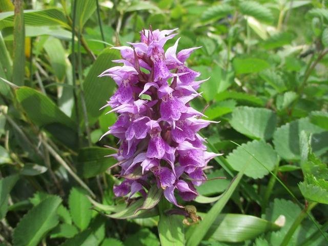 画像3: 7月9日から11日で岡田ガイドと東北の花の名山をめぐるに行ってきました!