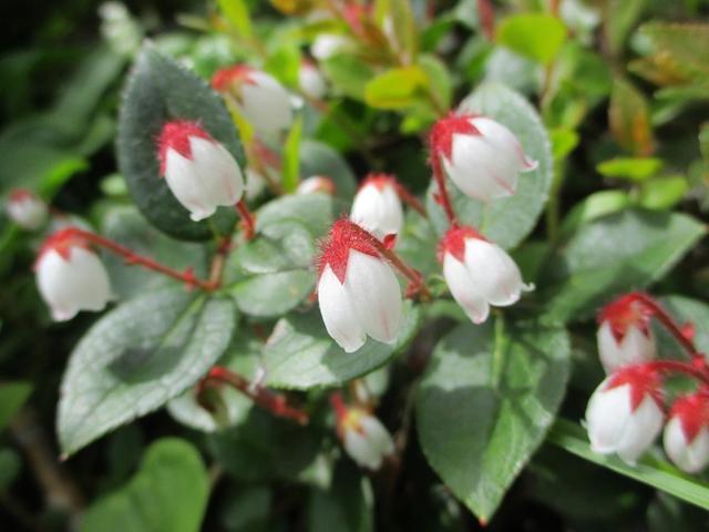 画像6: 7月9日から11日で岡田ガイドと東北の花の名山をめぐるに行ってきました!