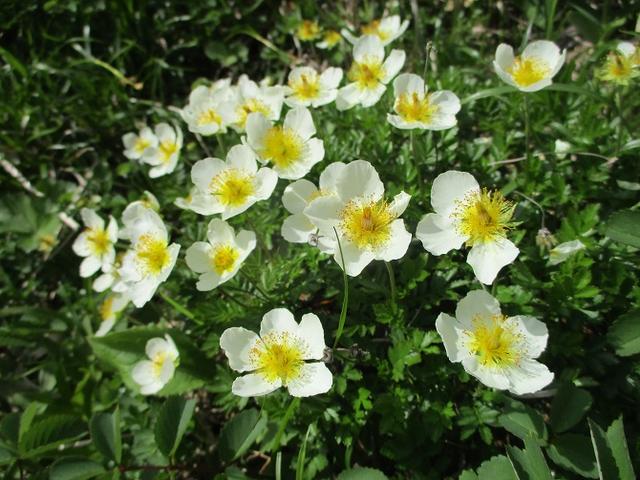 画像12: 7月9日から11日で岡田ガイドと東北の花の名山をめぐるに行ってきました!