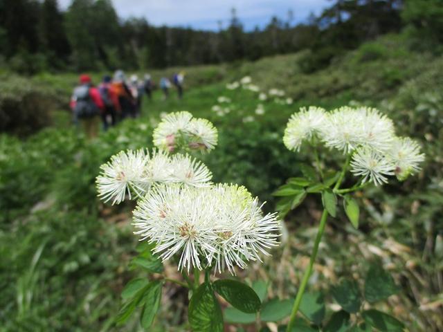 画像4: 7月9日から11日で岡田ガイドと東北の花の名山をめぐるに行ってきました!