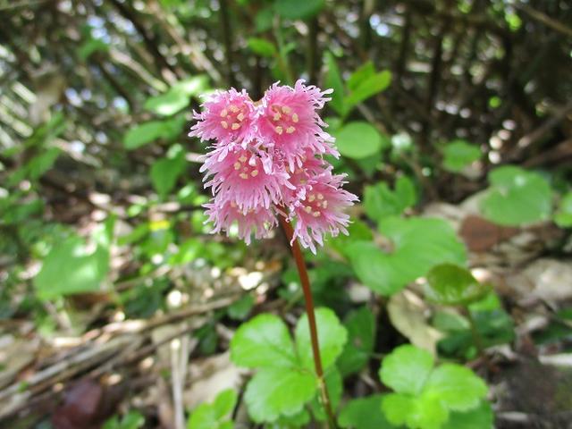 画像7: 7月9日から11日で岡田ガイドと東北の花の名山をめぐるに行ってきました!