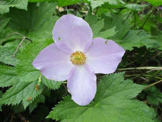 画像5: 7月9日~11日で八幡平・八甲田山・森吉山ツアーにいってきました!