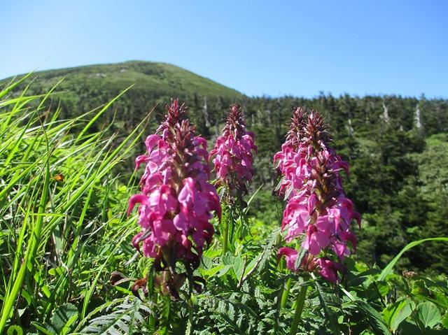 画像16: 7月9日~11日で八幡平・八甲田山・森吉山ツアーにいってきました!