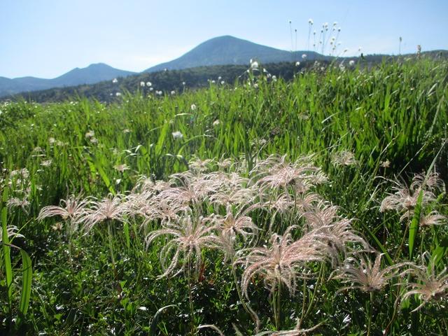 画像11: 7月9日~11日で八幡平・八甲田山・森吉山ツアーにいってきました!