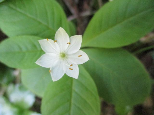 画像15: 7月9日~11日で八幡平・八甲田山・森吉山ツアーにいってきました!