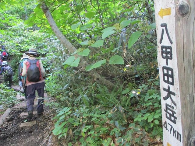 画像9: 7月9日~11日で八幡平・八甲田山・森吉山ツアーにいってきました!