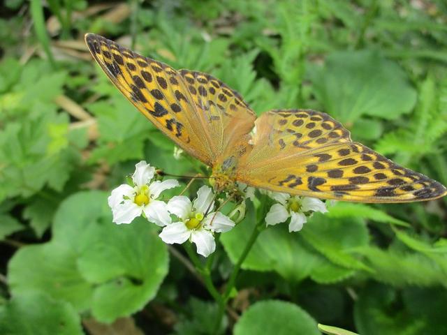 画像4: 7月9日~11日で八幡平・八甲田山・森吉山ツアーに行ってきました!
