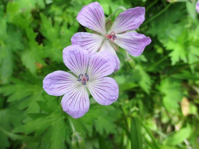 画像7: 7月9日~11日で八幡平・八甲田山・森吉山ツアーに行ってきました!