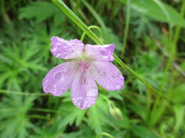 画像2: 7月12日に岡田ガイドのハイキングコースで 霧ヶ峰の男女倉山 へ行ってきました♪