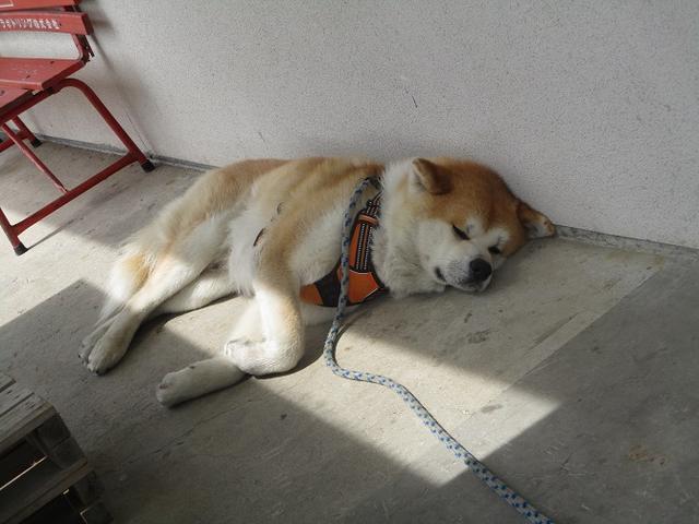 画像15: 7月9日~11日で八幡平・八甲田山・森吉山ツアーに行ってきました!