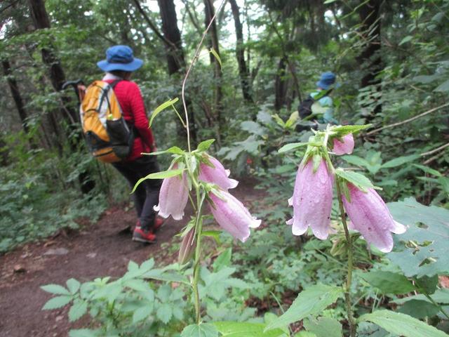 画像13: 7月13日に岡田ガイドの現地集合コースで、 陣馬山 へ行ってきました♪