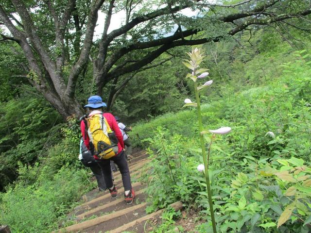 画像12: 7月13日に岡田ガイドの現地集合コースで、 陣馬山 へ行ってきました♪